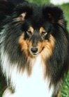 sheltie1