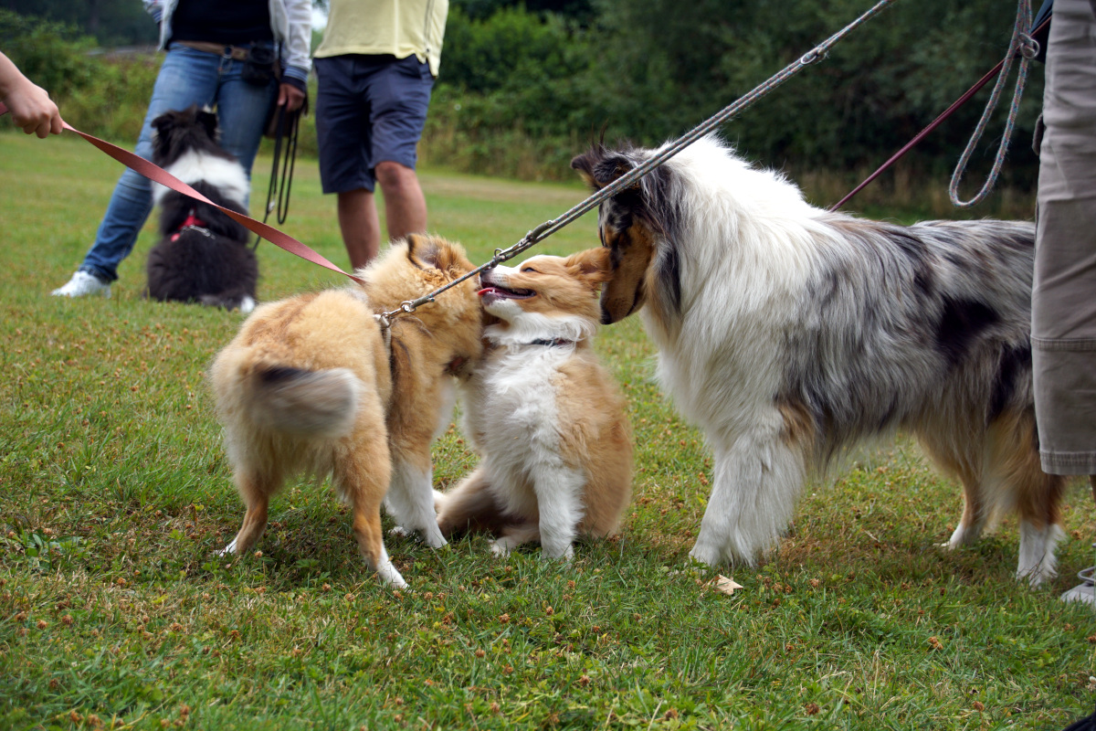 Sommerfest26_025.jpg
